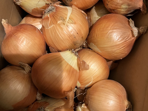 【特別価格】【訳あり】淡路島産玉ねぎ5kg