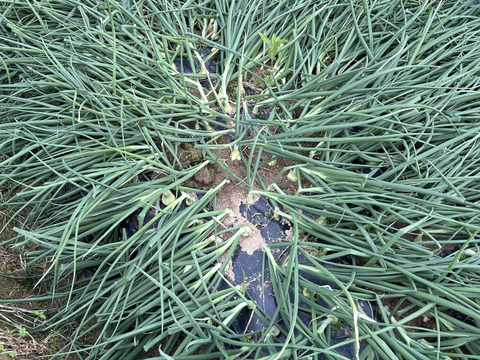 甘み香りが特徴のターザン【玉ねぎ・1キログラム　おすすめ