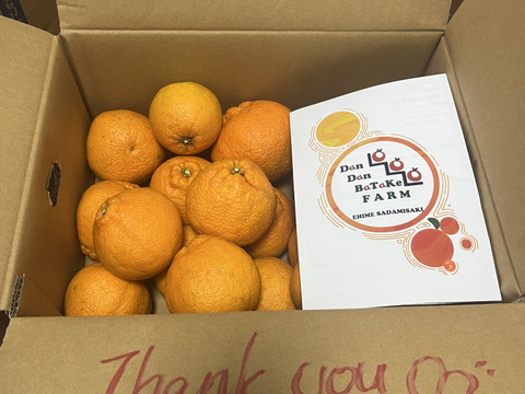 【濃厚甘み】完熟 不知火 5kg｜愛媛 西宇和産 訳あり デコポン系 とろ甘