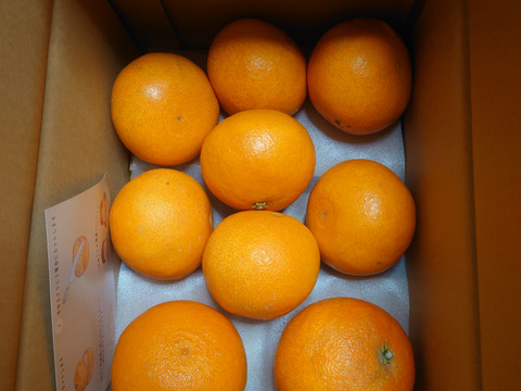 【食べチョク5周年目・感謝価格】まどんな 2kg【冬ギフト】