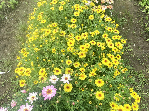 【カラフルなマーガレット20本】癒しと見ているだけで元気が出るハッピーブーケです。マーガレットは見た目が可愛いだけじゃなく、花もちが良いのも魅力。