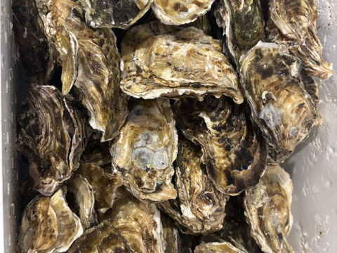 【生牡蠣】【生食用】三重県産 殻付き 浦村かき M～Lサイズ 50個入り (約5.5ｋg前後）（5～10人前）貝類 海鮮 BBQ 歳暮 バーベキュー母の日父の日【冬ギフト】【生で食べれる美味い牡蠣】