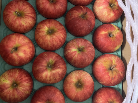 【夏りんご】青森県産りんご 「つがる」家庭用 約5kg キズ有 【光センサー選果・クール】