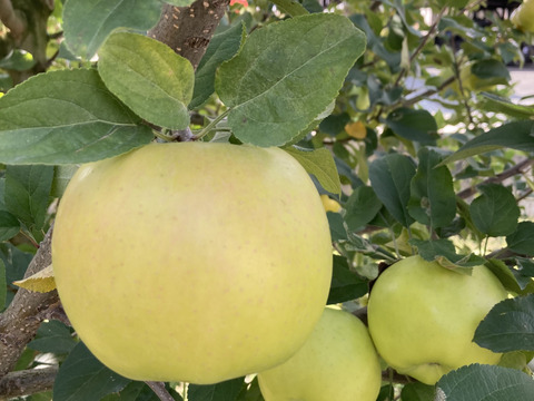 超希少りんご　こうこう3キロ7-12玉　樹上完熟蜜入りチェック済み　幸せ呼ぶ黄色いりんご　11月25日頃より発送予定