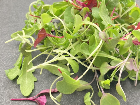 【福袋】マイクロリーフMIX20g・マイクロハーブ単品6種/各2g・エディブルフラワーミックス20輪　セット