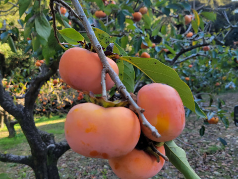 三重県産次郎柿12個約3kg極力農薬使用せず。