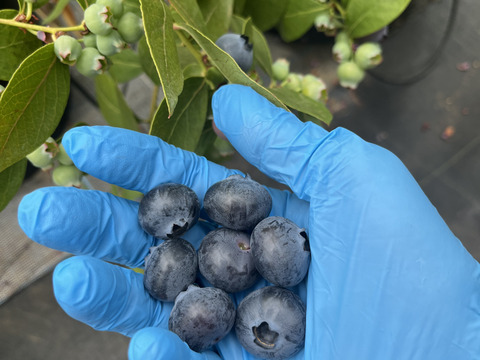 フレッシュ！生ブルーベリー🫐100g×5p