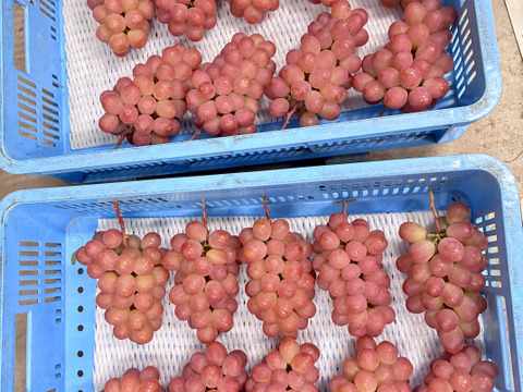 最上級のアロマ！サンシャインレッド 1房 650g超：山梨県産の