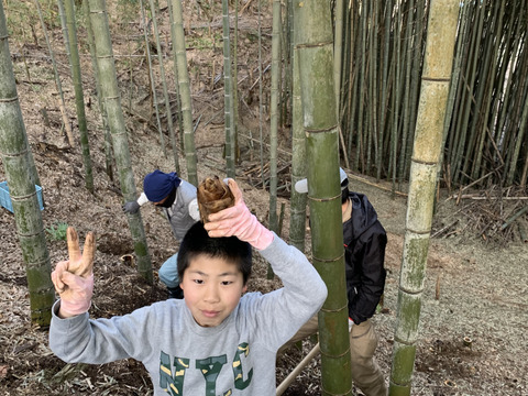 朝採りタケノコはいかがでしょうか？2kg