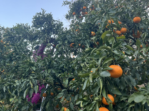 マルユウ農園の濃厚清見オレンジ（サイズ混合）8kg