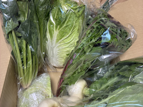 👑2年連続アワード受賞👑【未来をつくる笑み野菜】宮崎県産☆季節のお野菜セットL(8～9品程度)☆