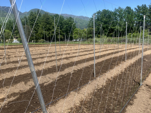 贈答としてもオススメ！皮ごと長芋！