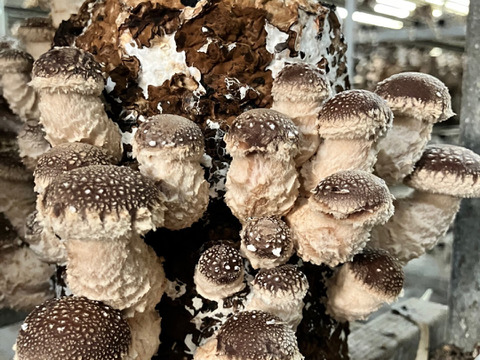 旨味たっぷり！北海道産 厚切り乾燥しいたけ 100g×3袋