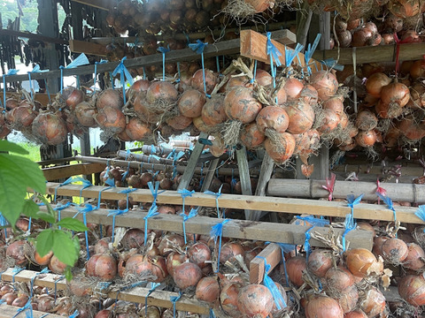 ◎農家直送!!【訳あり】淡路島産ブランド玉ねぎ 『にじたま』10kgダンボール入り（ご家庭用・25個前後） 使いやすいL・2L・3L混在！