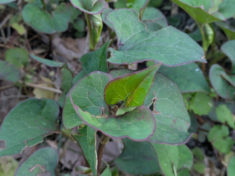 どくだみの葉　天然　山菜　薬草　約100-150ｇ程度　サイズバラバラ