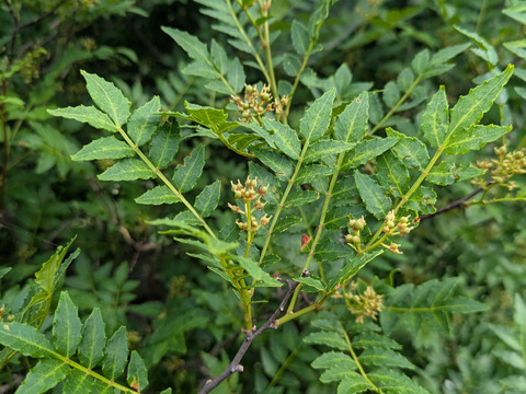 山椒の新芽（生）葉付き　約30本　農薬一切不使用　天然栽培