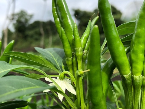 農家自慢の葉唐辛子　お得な大容量１キロ！&サービス夏野菜と共にお届け致します。