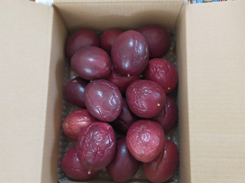 パッションフルーツ　家庭用　18個　約1.2kg　傷あり　愛媛県産