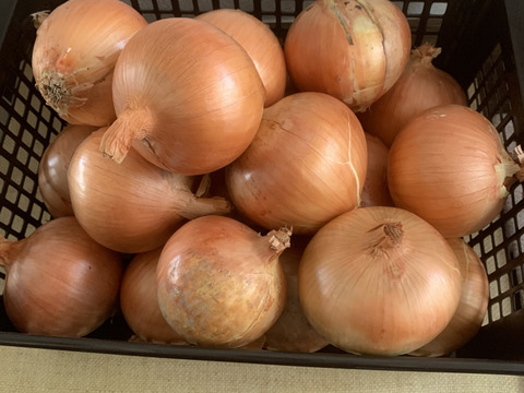 大地の恵み！淡路島完熟玉ねぎ🧅【シャーロットオニオン　輝玉（キラ玉✨）】(5Kg)