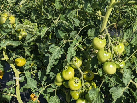 [全て自然栽培]甘い中玉トマト+ミニトマト+甘酸っぱいフルーツほおずきセット