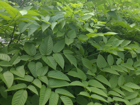 【まとめ買い用】ウドの芽（ウドの穂先）🌿ウドの先端の若芽（穂先）🌿天ぷらに☆５本分☆農薬、除草剤、化学肥料不使用☆（まとめ買い用 チルド配送）