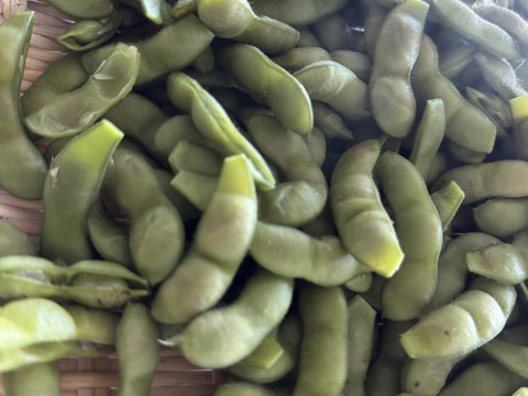 【朝どれ】2025年　山形県鶴岡特産『枝豆』だだちゃ豆 500g×2