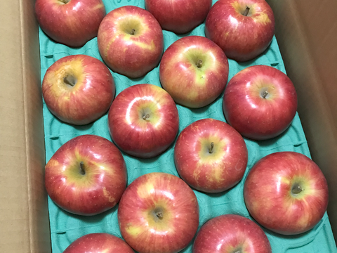 満点青空レストランで話題です🍎【りんごの概念変わります】奥州ロマン 3キロ箱 6玉〜15玉サイズ　長野県 信州 安曇野 リンゴ 幻  希少 旬 甘い 幻の林檎  ID52109