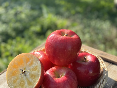 權之丞の葉取らずミックス！　🏆2025年りんごGP金賞受賞🎊葉取らず高徳&葉取らずサンふじ　家庭用2kg【5〜10個入り】