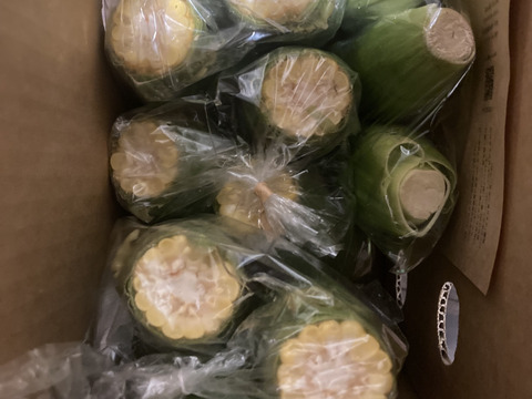 2025年【9月】発送　生も旨い！サニーショコラ【規格外】