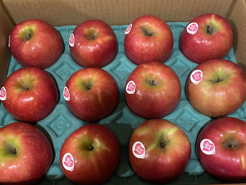 年内予約終わります🍎 ピンクレディ®︎3キロ箱  長野県 信州 安曇野 リンゴ 幻 幻のリンゴ 予約 希少 旬 6玉〜16玉サイズ 商品ID42100 ピンクレディー