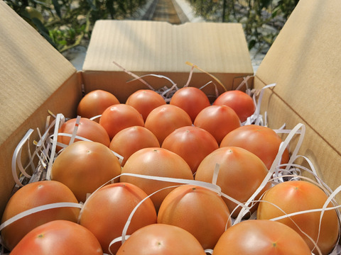 おいしさと環境配慮のハーモニ―『The夏秋とまと』(夏/赤-ピンク/A品/4キロ前後)