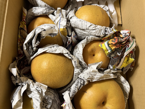 梨の王様　新高梨　栃木産　5キロ