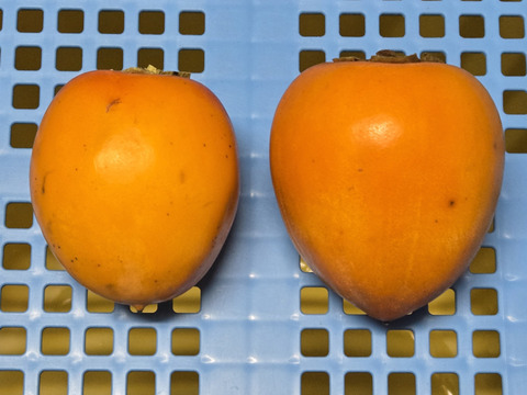 ★幻の柿　大和柿　干し柿　12個　天日干し　無添加自然乾燥品