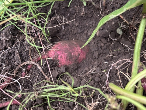 3か月追熟済み　茨城産農薬不使用べにはるか　5kg