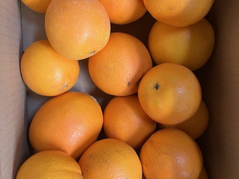 国産（三ヶ日産）ネーブルオレンジ約3.5㎏大小ミックス）