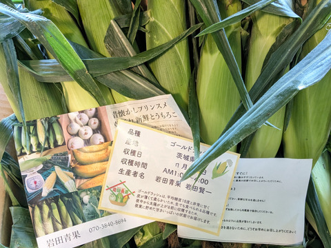 岩田青果朝採りとうもろこし🌽ゴールドラッシュ