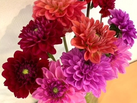 【鮮やか新鮮・産地直送】ダリア花束 「スペシャルMix」色混色10本（40〜50cm）