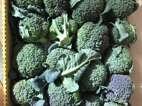 小ブロッコリー宅急便コンパクト