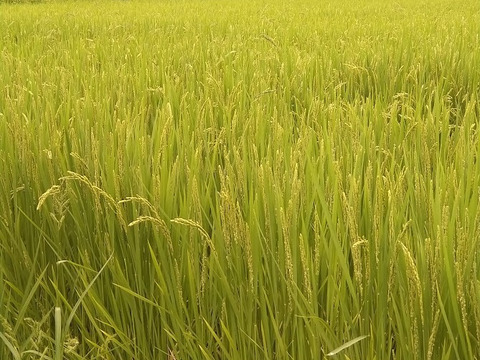 【新米】令和６年産・特栽米つや姫(20kg)