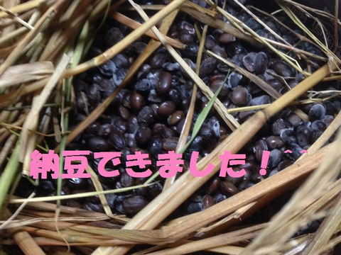 黒千石大豆1kg　農薬・化学肥料不使用　自然乾燥　令和4年　岐阜県産