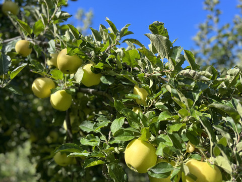 青森県産りんご　トキ　家庭用3㎏【6〜14個】
