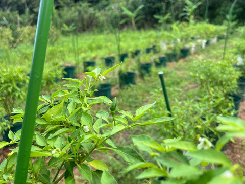 鮮烈な辛さを発する小さな巨人！八丈島の島とうがらし！(100gパック)