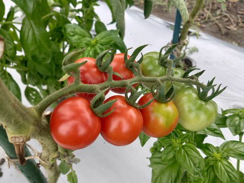 【北海道産】野菜詰め合わせセット【農薬を使用せず自家栽培】