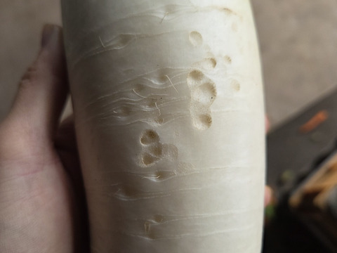 【少量内容量】自然栽培大根×白菜×ネギ(堆肥、農薬、肥料一切無し)