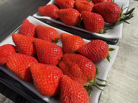 ✨ご褒美いちご✨大粒　【貴重ないちご】310g×2トレー　余り見ない大きさにビックリ✨