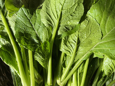 【自然栽培】小松菜　200g×5p