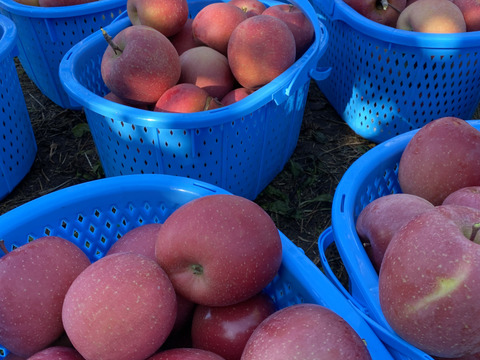 果汁たっぷり！家庭用サンフジ3kg