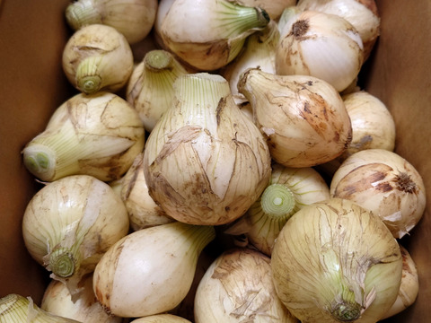 【小玉】淡路島 新玉ねぎ！丸ごと‼️使い切りにオススメ‼️5kg【ひょうご安心ブランド認証】特別栽培