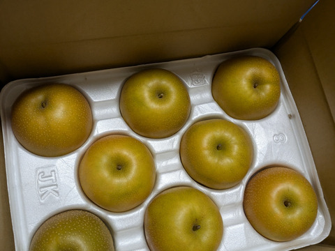 限定数量「新甘泉」2.5キロ(7～9玉) たにがみ農園 果汁たっぷり‼ 鳥取県 梨 nashi しんかんせん