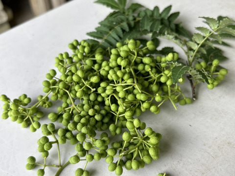 【ラスト】愛知県豊田市旭産 山椒の実 100g　※皮は緑ですが種は黒いです。